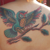 Owl close up